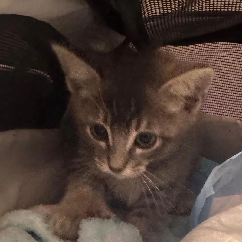 A baby small-sized male Brown / Chocolate Domestic Short Hair cat named Sue Bird for adoption in Long Beach, CA