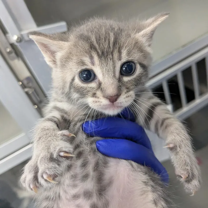 Sue Bird thumbnail 2