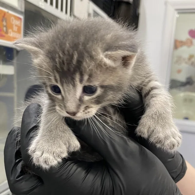 Sue Bird thumbnail 3