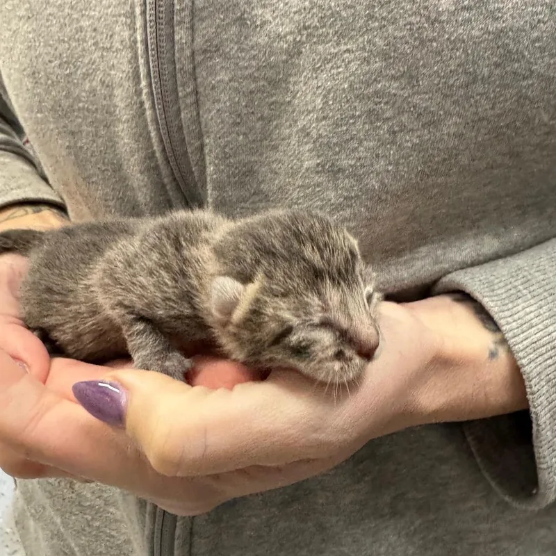 Sue Bird thumbnail 4