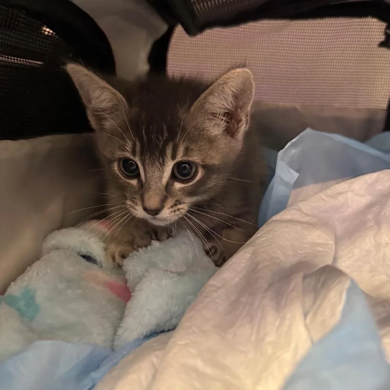 Sue Bird thumbnail 5