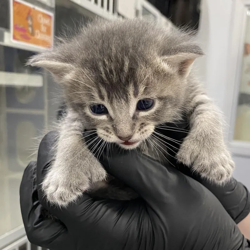 Sue Bird thumbnail 6