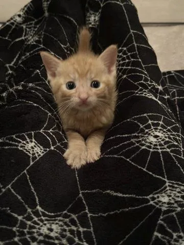 A baby small-sized male Domestic Short Hair cat named Ryland for adoption in San Martin, CA