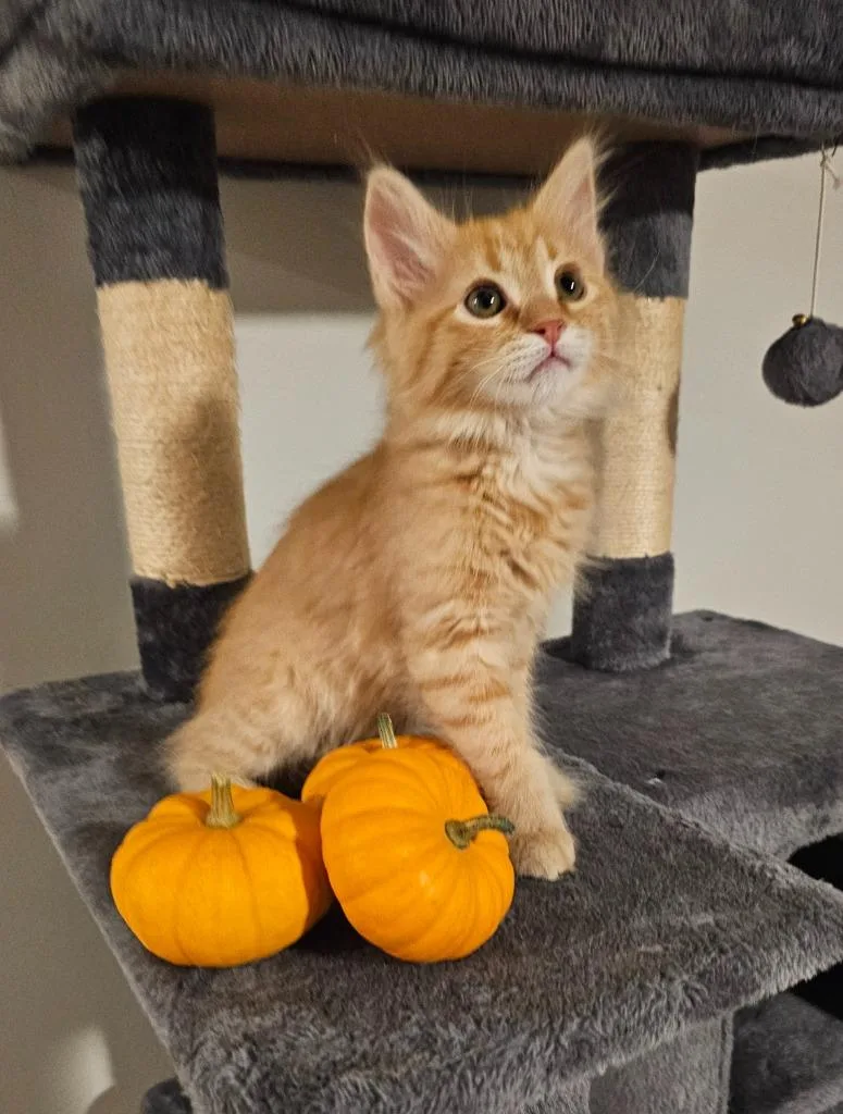A baby small-sized male Domestic Short Hair cat named Dino Nuggett for adoption in Ogden, UT