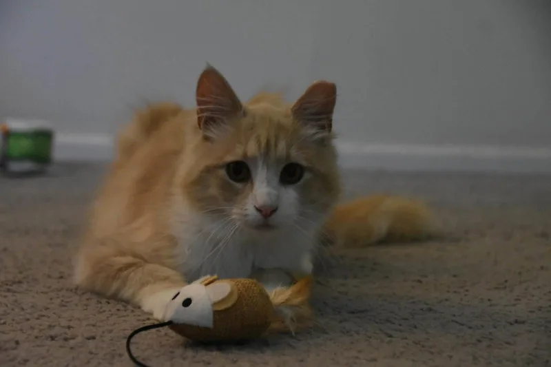 A young medium-sized male Orange & White Domestic Long Hair cat named Gus for adoption in Sicklerville , NJ