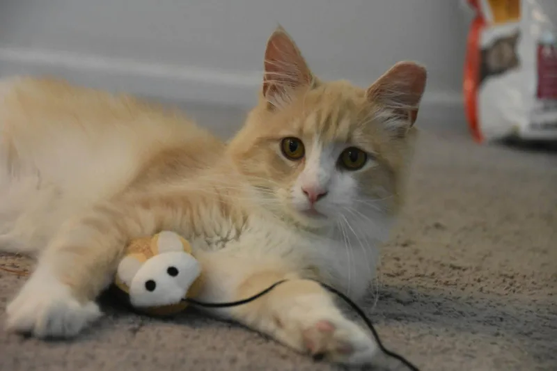 Gus thumbnail 3