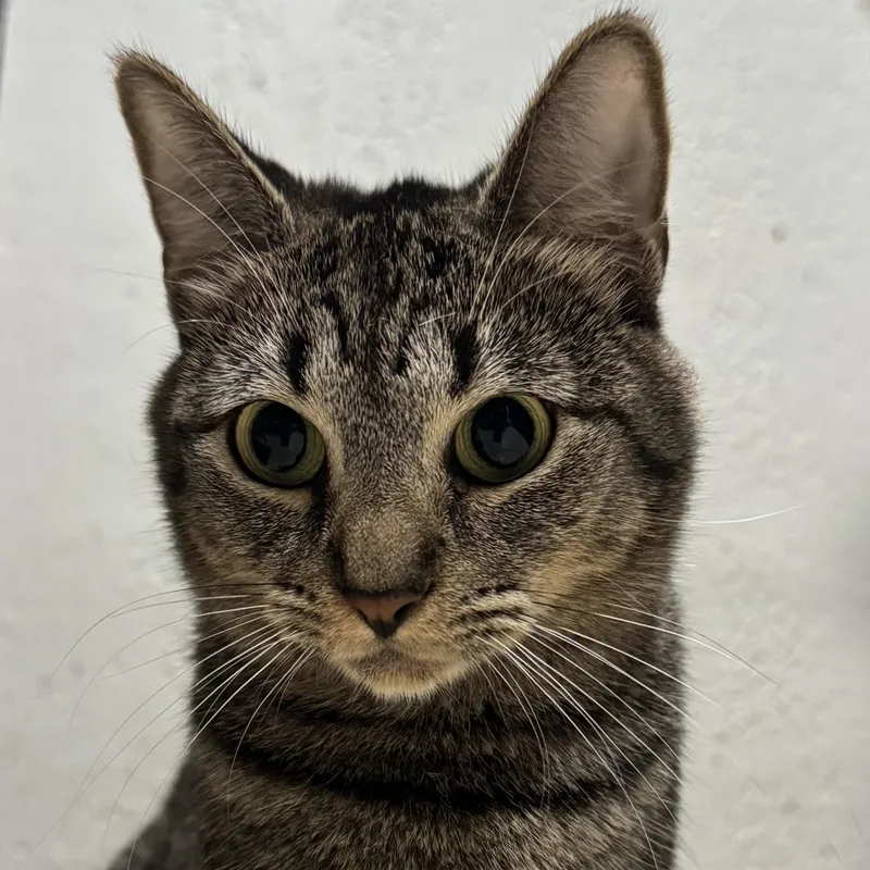 An adult medium-sized female Tabby (Brown / Chocolate) Domestic Short Hair cat named Pinecone for adoption in Pembroke Pines, FL