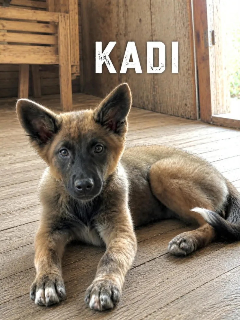 Kadi thumbnail 2