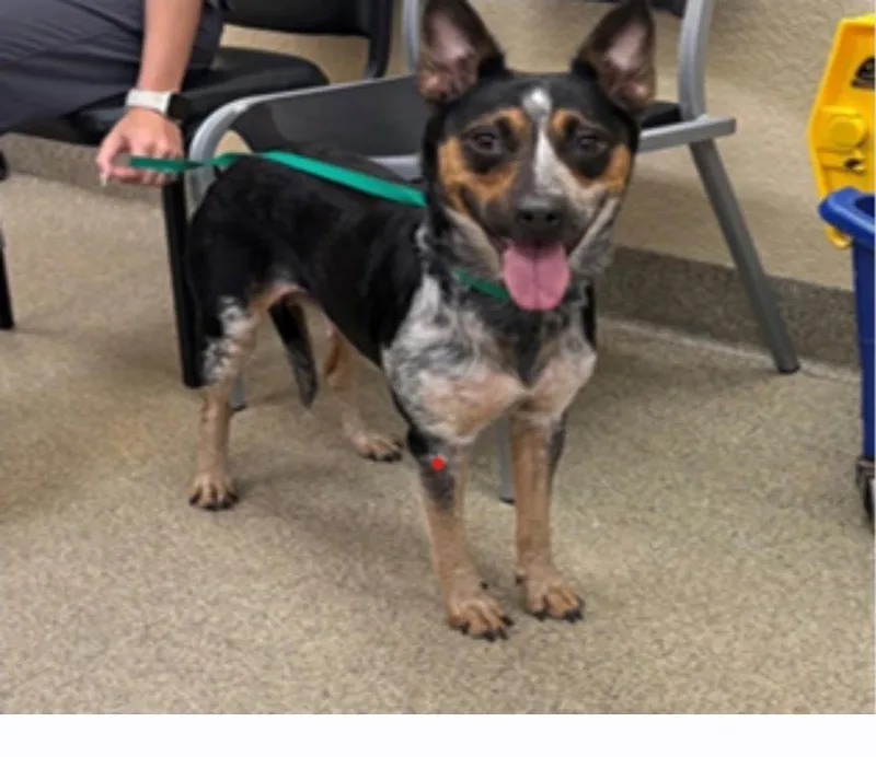 A young medium-sized female Australian Cattle Dog / Blue Heeler dog named Ella for adoption in Bradenton, FL
