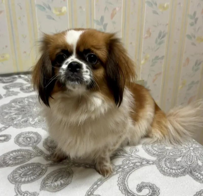 An adult small-sized female Pekingese dog named Tashi for adoption in San Jose, CA
