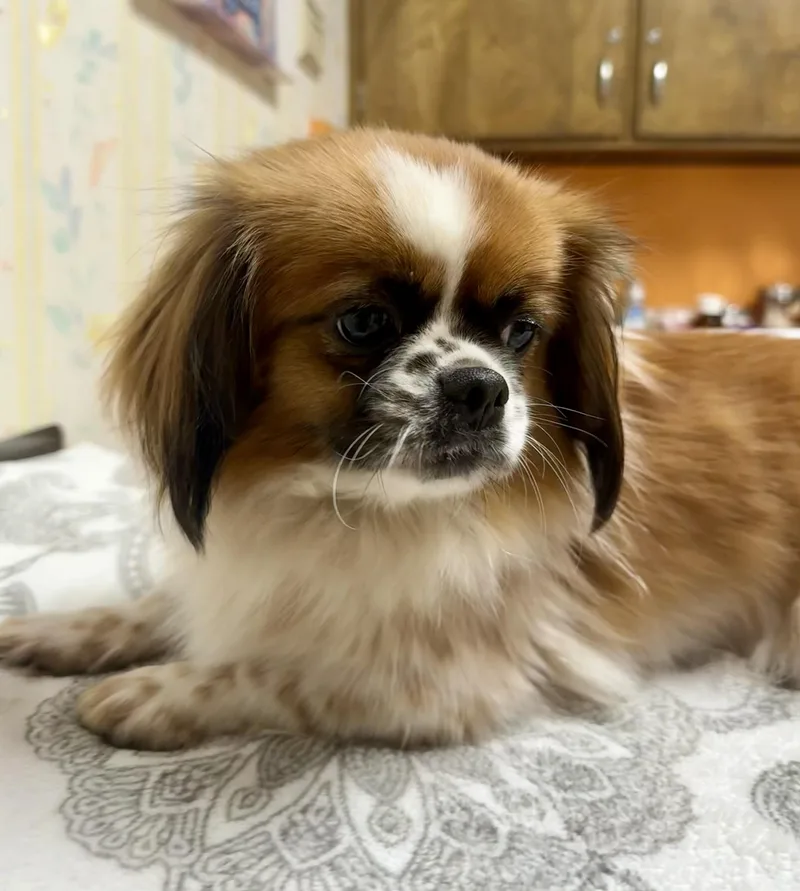 Tashi thumbnail 2