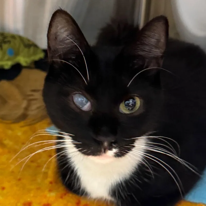 An adult medium-sized female Domestic Short Hair cat named Olive for adoption in Cumming, GA
