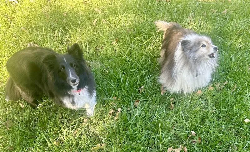 An adult small-sized female Bicolor Shetland Sheepdog / Sheltie dog named Flower for adoption in Shell Knob, MO