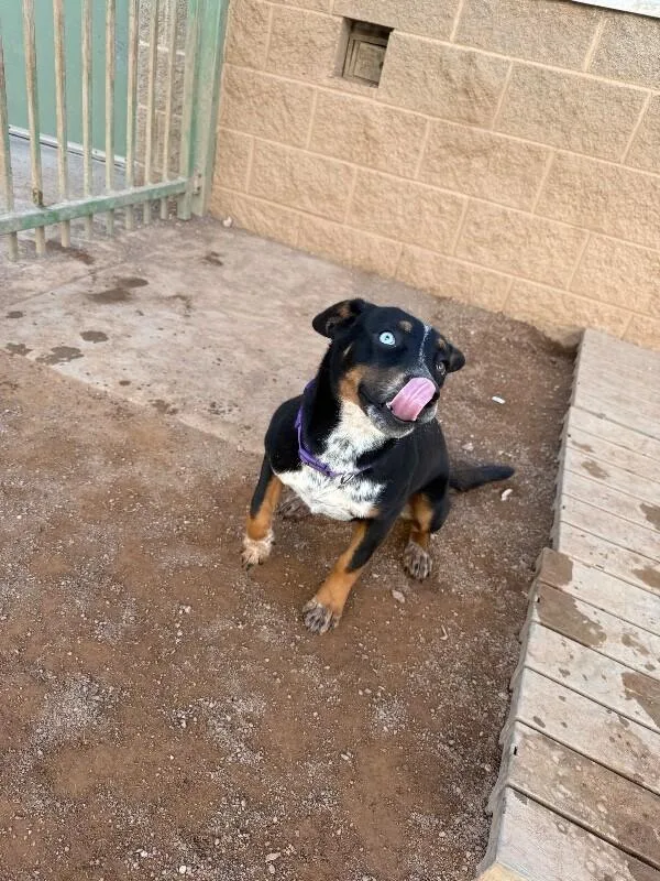 A young medium-sized male Tricolor (Brown, Black, & White) Mixed Breed dog named Diamond for adoption in Hobbs, NM