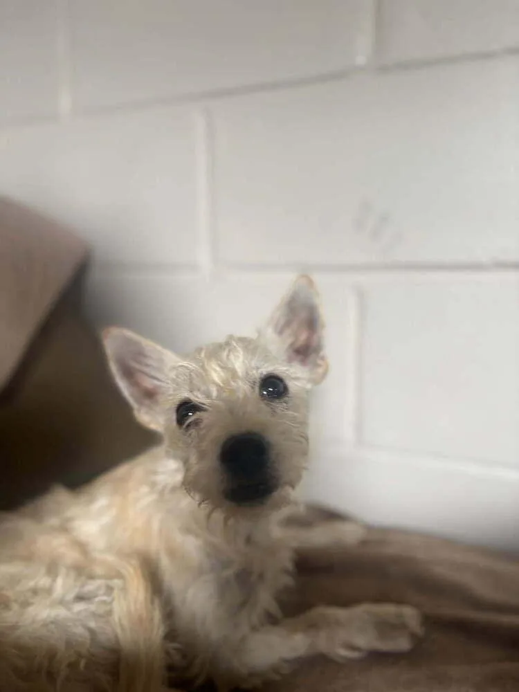 A young medium-sized female White / Cream Terrier dog named June for adoption in San Leon, TX