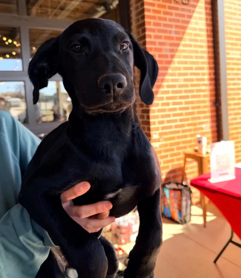 A baby medium-sized female Mixed Breed dog named Vera for adoption in Sharpsburg, GA