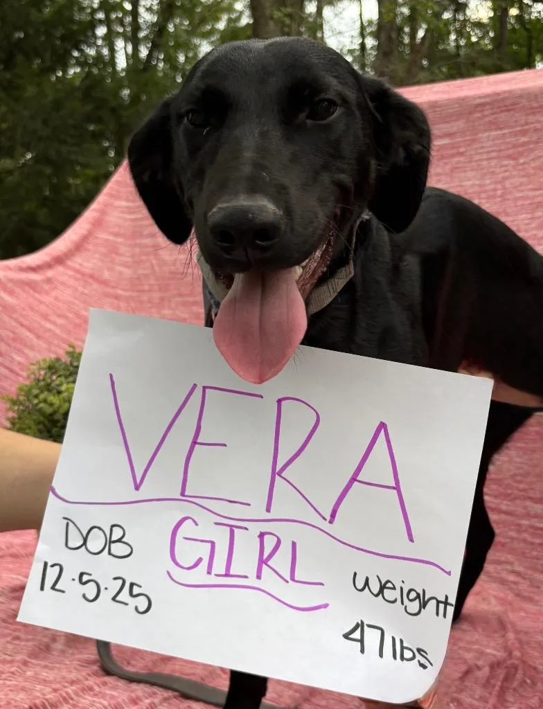 Vera thumbnail 2