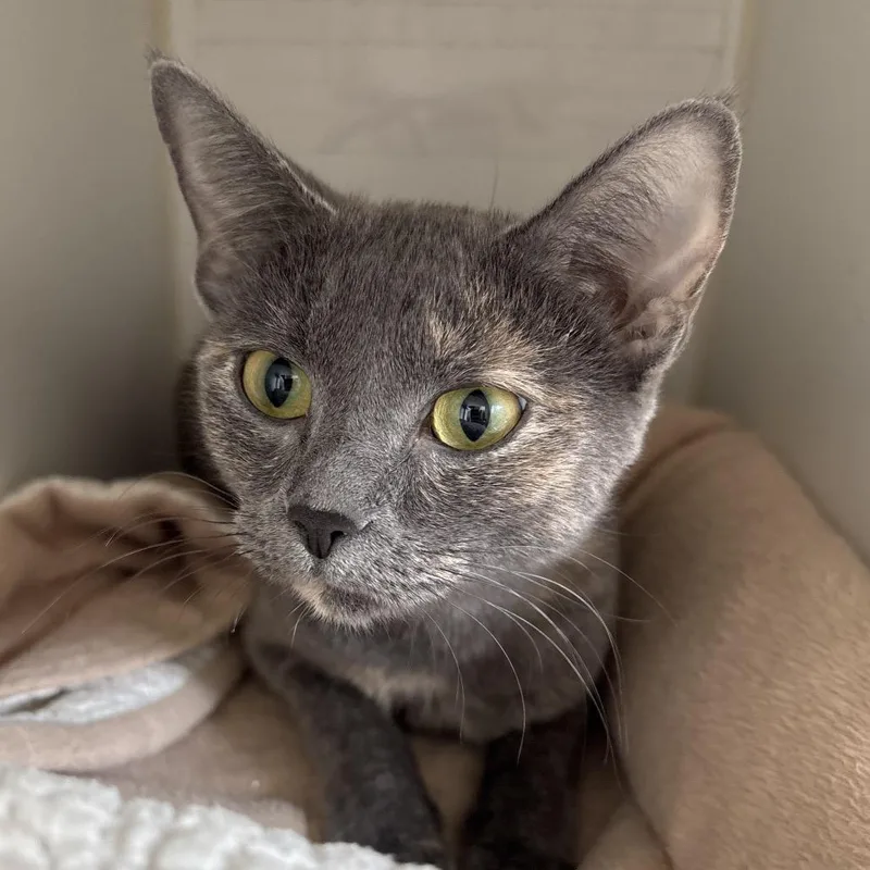 A young medium-sized female Gray / Blue / Silver Domestic Short Hair cat named Omelette Coming Soon! for adoption in Naperville, IL