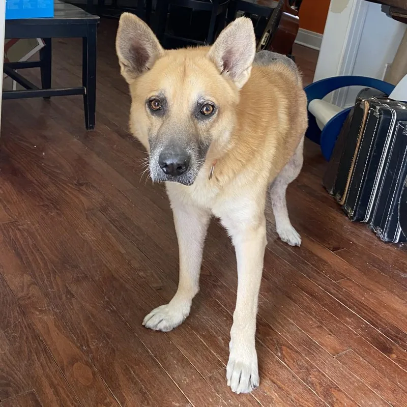 An adult medium-sized male Brown / Chocolate German Shepherd Dog dog named Big Chief for adoption in Austin, TX