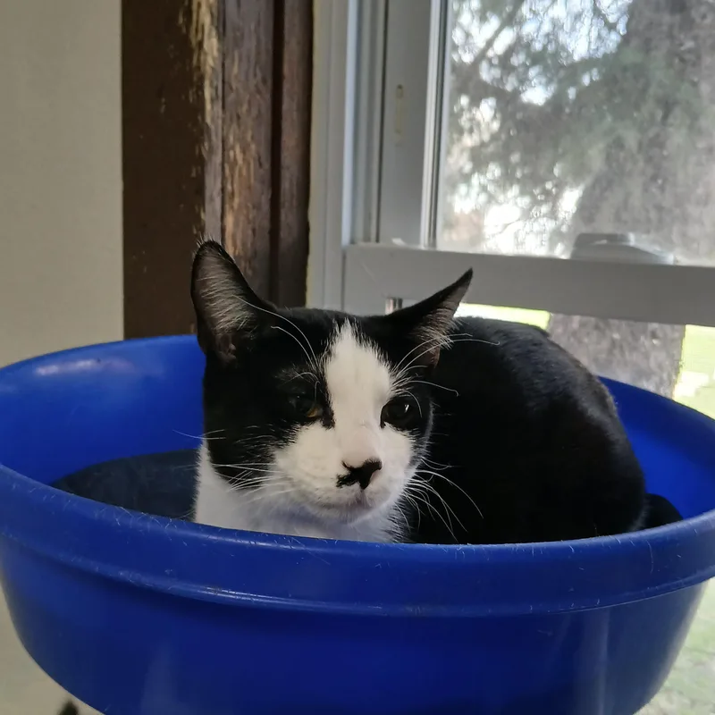 A baby medium-sized female Black American Shorthair cat named Betty Boop for adoption in Iowa Falls, IA