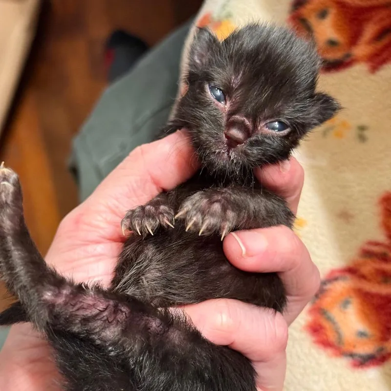 A baby small-sized male Black Domestic Medium Hair cat named Spirit for adoption in Spring Hill, KS
