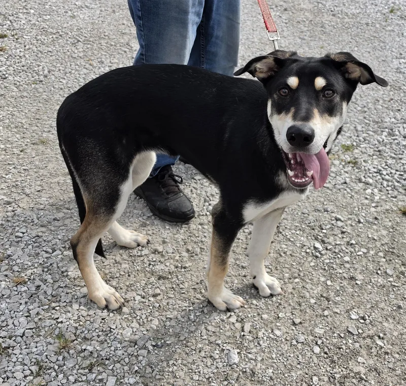 A baby large-sized female Black Shepherd dog named Angel for adoption in Terre Haute, IN