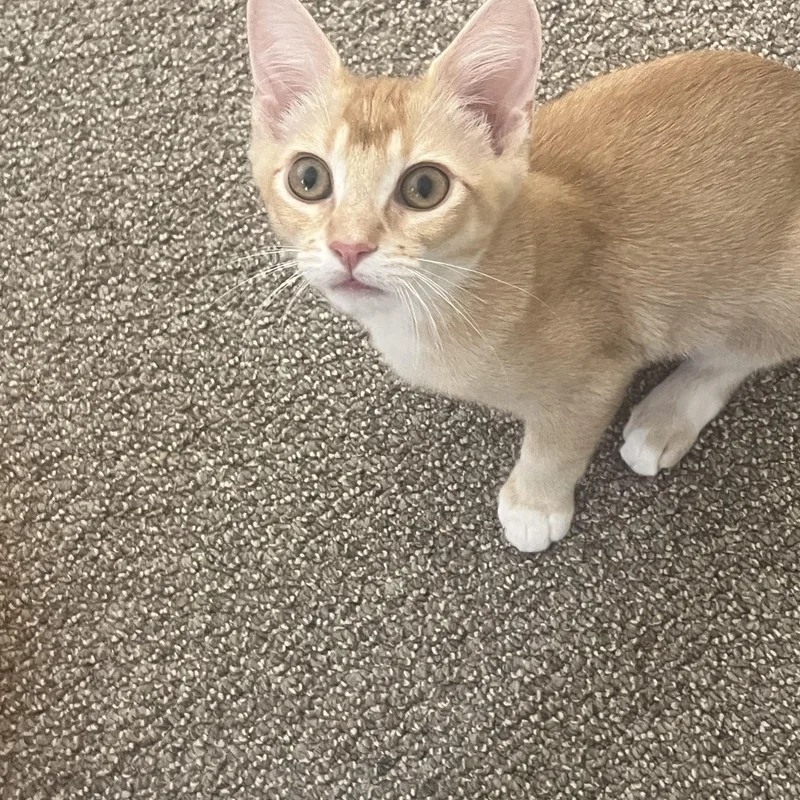A baby small-sized female Tabby (Orange / Red) Domestic Short Hair cat named Stuart for adoption in Davis, CA