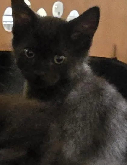 A baby small-sized male Domestic Short Hair cat named Oatmeal for adoption in Scotia, NY