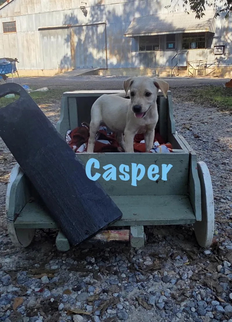 A baby medium-sized male Mixed Breed dog named Casper for adoption in Rock Hill, NY
