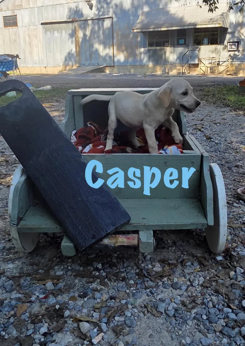 Casper thumbnail 2
