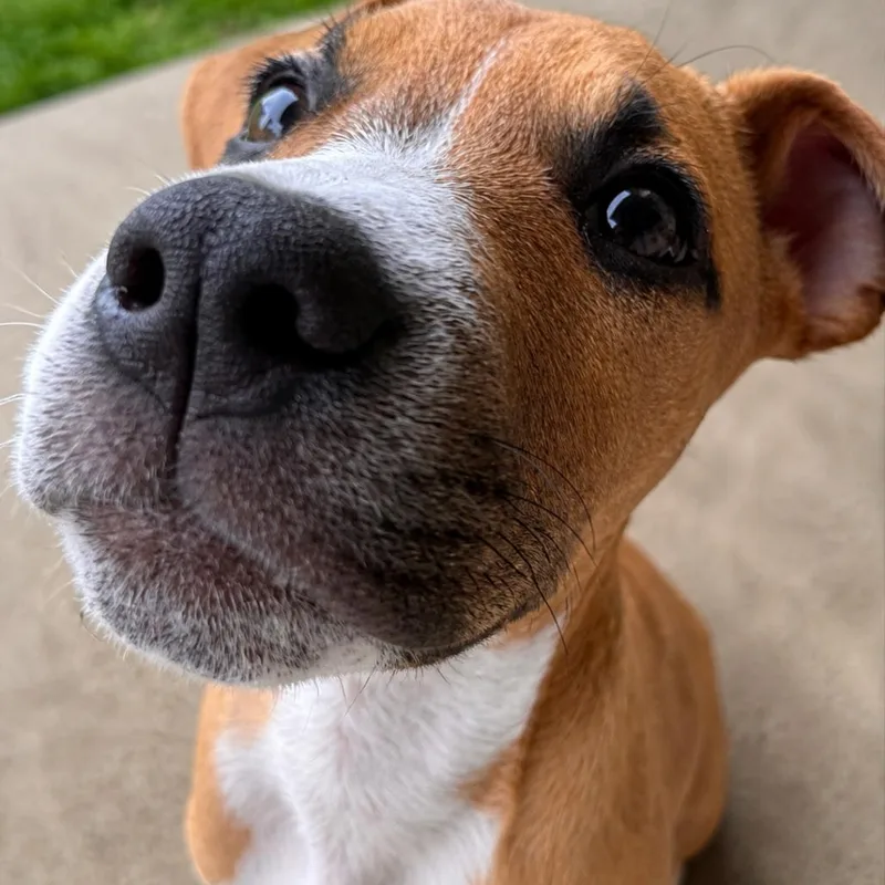 A baby medium-sized male Mixed Breed dog named Gravy for adoption in Columbus, OH