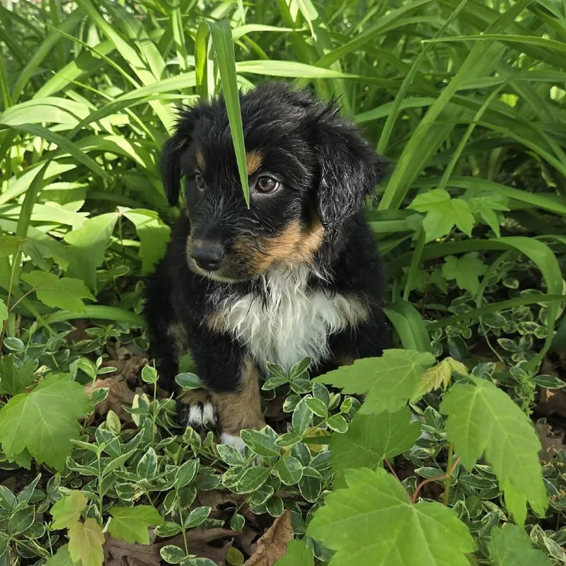 A baby small-sized female Black Australian Cattle Dog / Blue Heeler dog named Lavender for adoption in Fredericksburg, VA