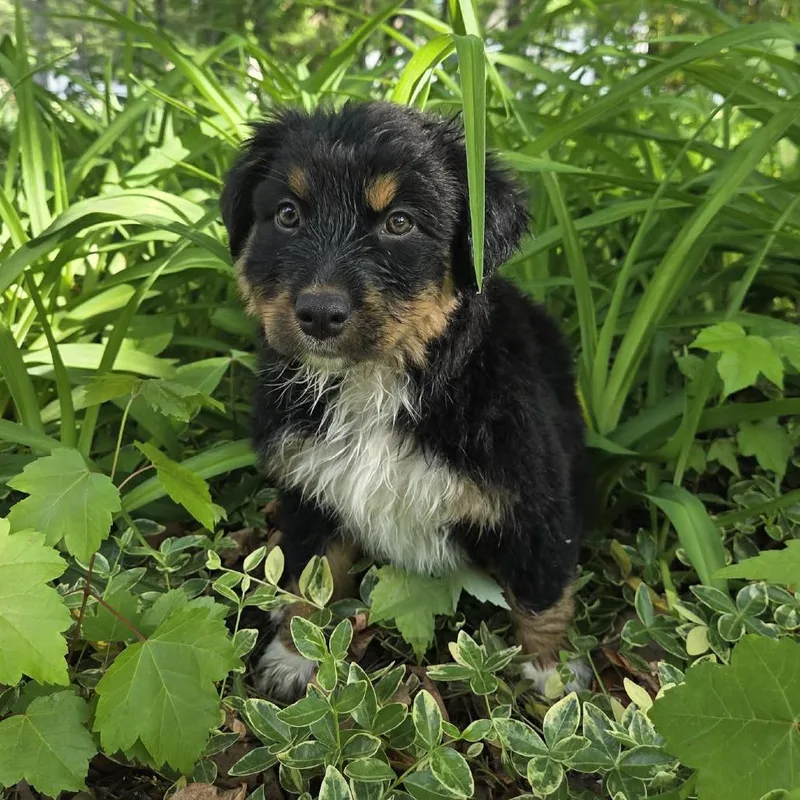 Lavender thumbnail 3