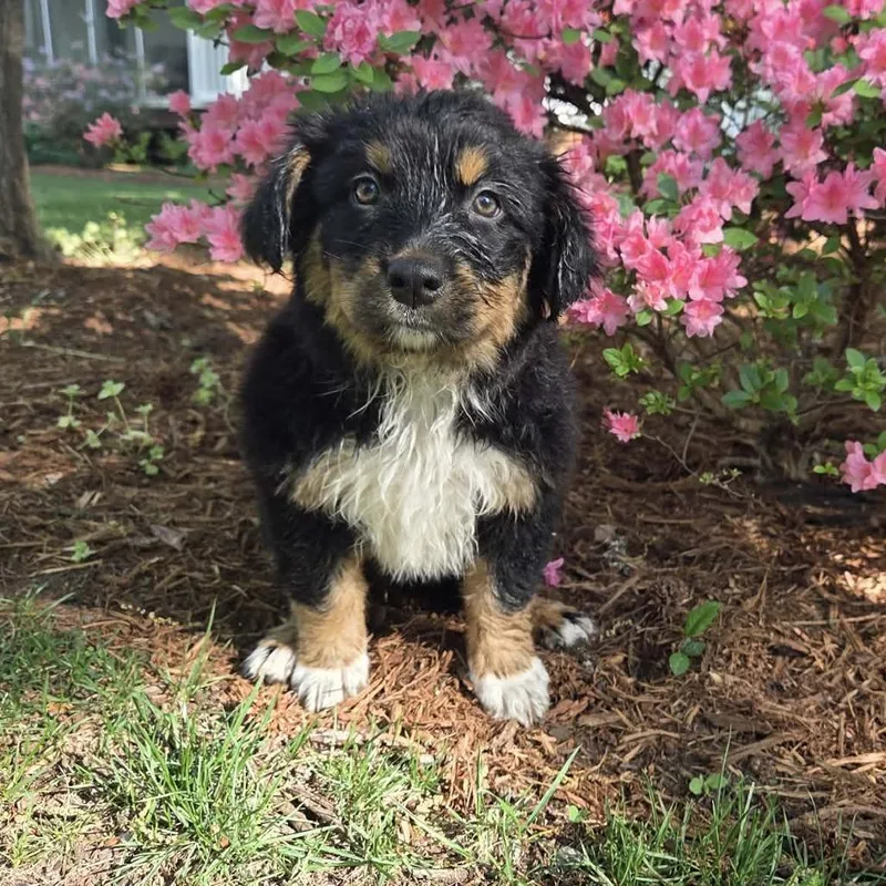 Lavender thumbnail 4