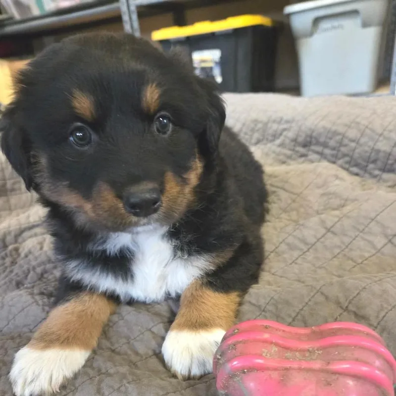 Lavender thumbnail 5