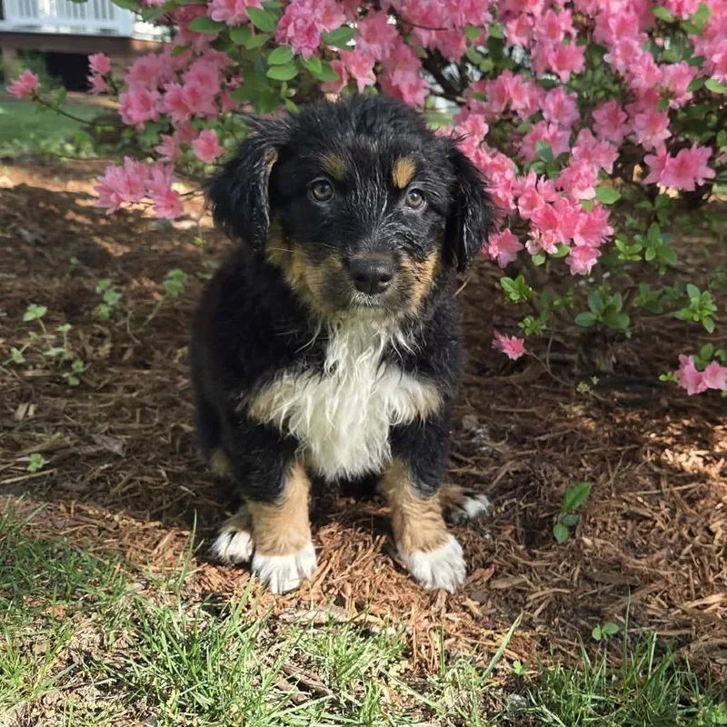 Lavender thumbnail 6