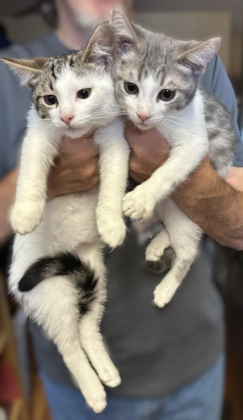 A baby small-sized male Brown / Chocolate Domestic Short Hair cat named Beau & Luke for adoption in Walnut Creek, CA