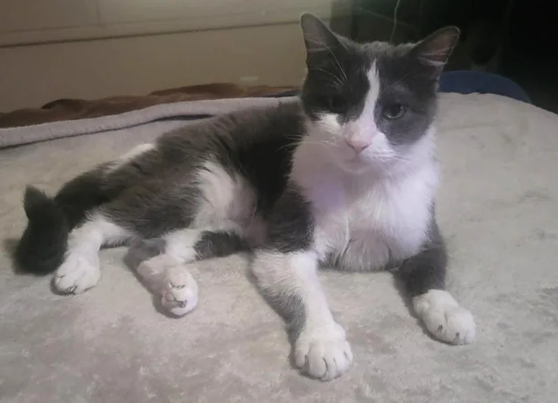 An adult large-sized male Domestic Short Hair cat named Steve for adoption in tucson, AZ