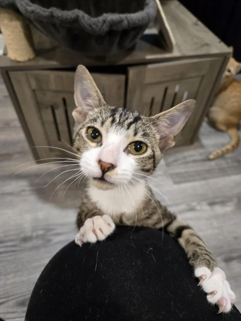 A baby small-sized male Domestic Short Hair cat named Alvin for adoption in Philadelphia, PA