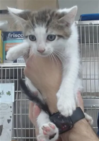 A baby small-sized male Domestic Short Hair cat named Otis for adoption in Salinas, CA