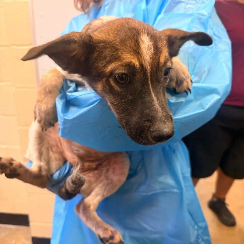 A baby small-sized female Brown / Chocolate Mixed Breed dog named Grace for adoption in Corinth, MS