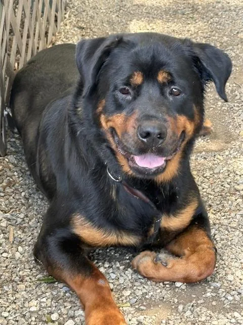 A young large-sized male Rottweiler dog named Snickers for adoption in Lincolnton, NC