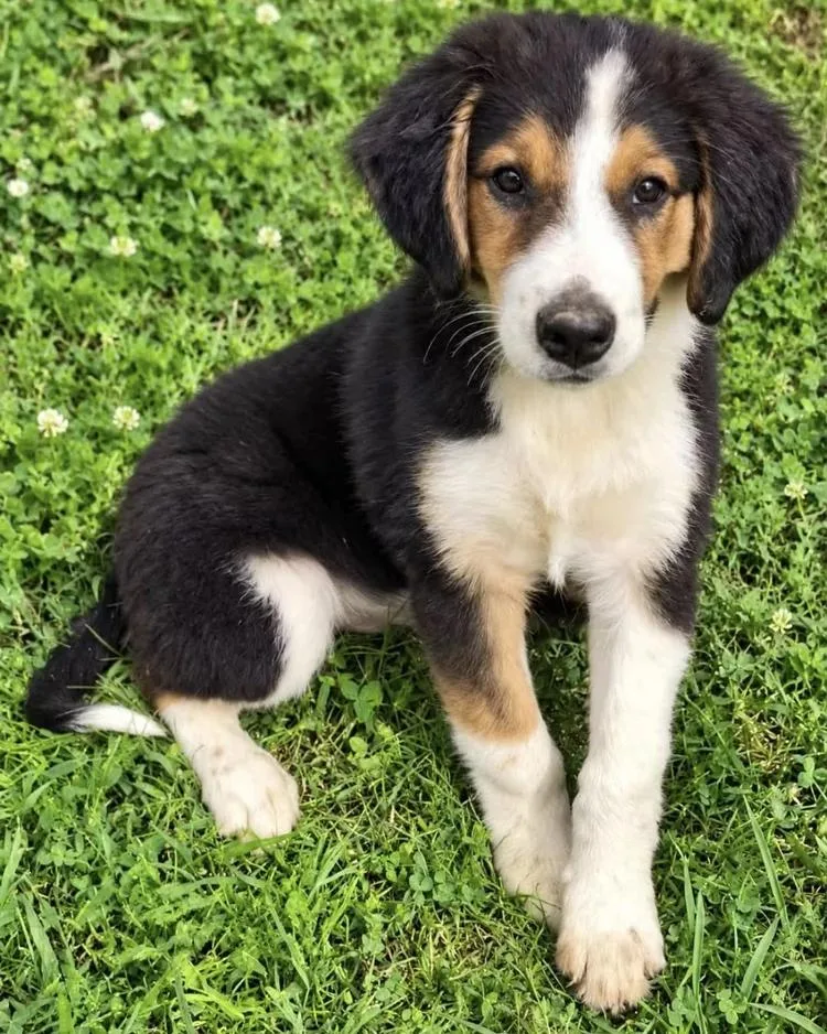 A young medium-sized female Black Australian Shepherd dog named Heidi for adoption in Chuckey, TN