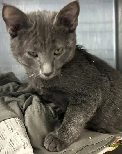 A young medium-sized male Domestic Short Hair cat named Titan for adoption in Chamblee, GA