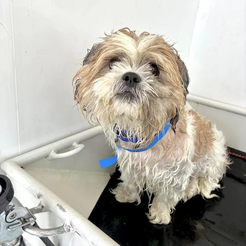 An adult small-sized male Shih Tzu dog named Guss for adoption in Muskego, WI