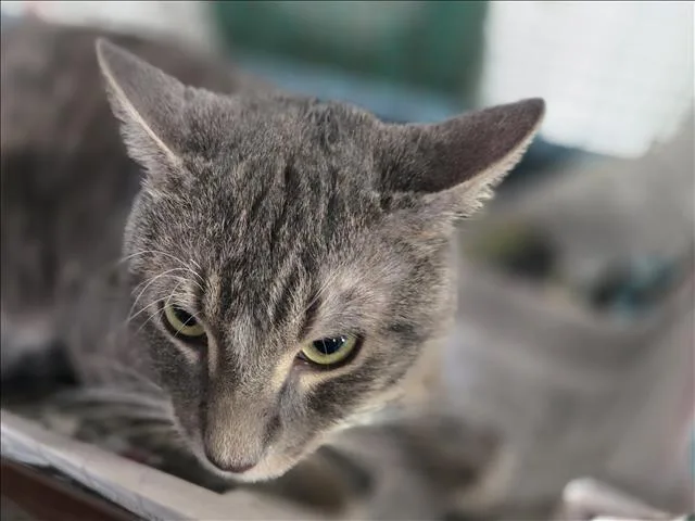 An adult extra large-sized male Domestic Short Hair cat named Jr for adoption in Los Angeles, CA