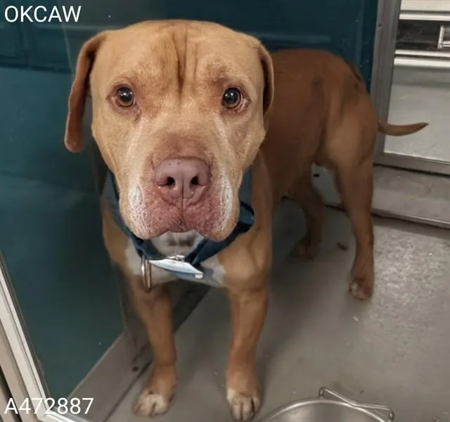 A young medium-sized male Pit Bull Terrier dog named Clifford for adoption in Oklahoma City, OK