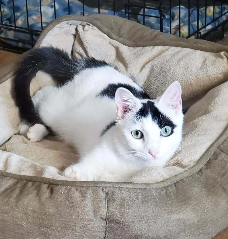 A baby small-sized female Domestic Short Hair cat named Stella Eddy for adoption in Gorham, ME