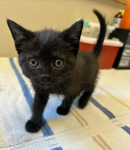 A baby small-sized female Domestic Short Hair cat named Willow for adoption in Fishers, IN