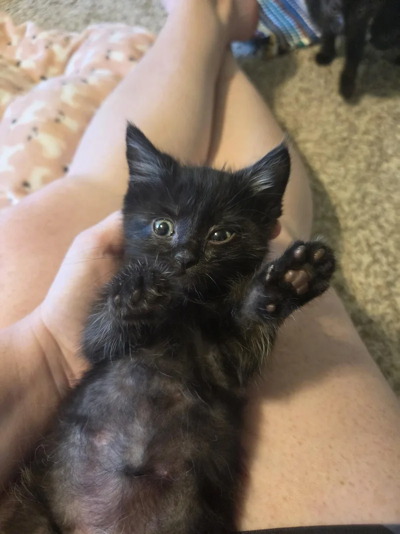 A young medium-sized female Black Domestic Short Hair cat named Maki for adoption in Williamsburg, IA